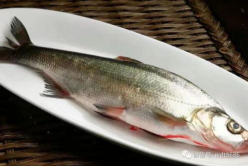 吃八瓜鱼大全_,解锁多样风味，尽享海鲜盛宴